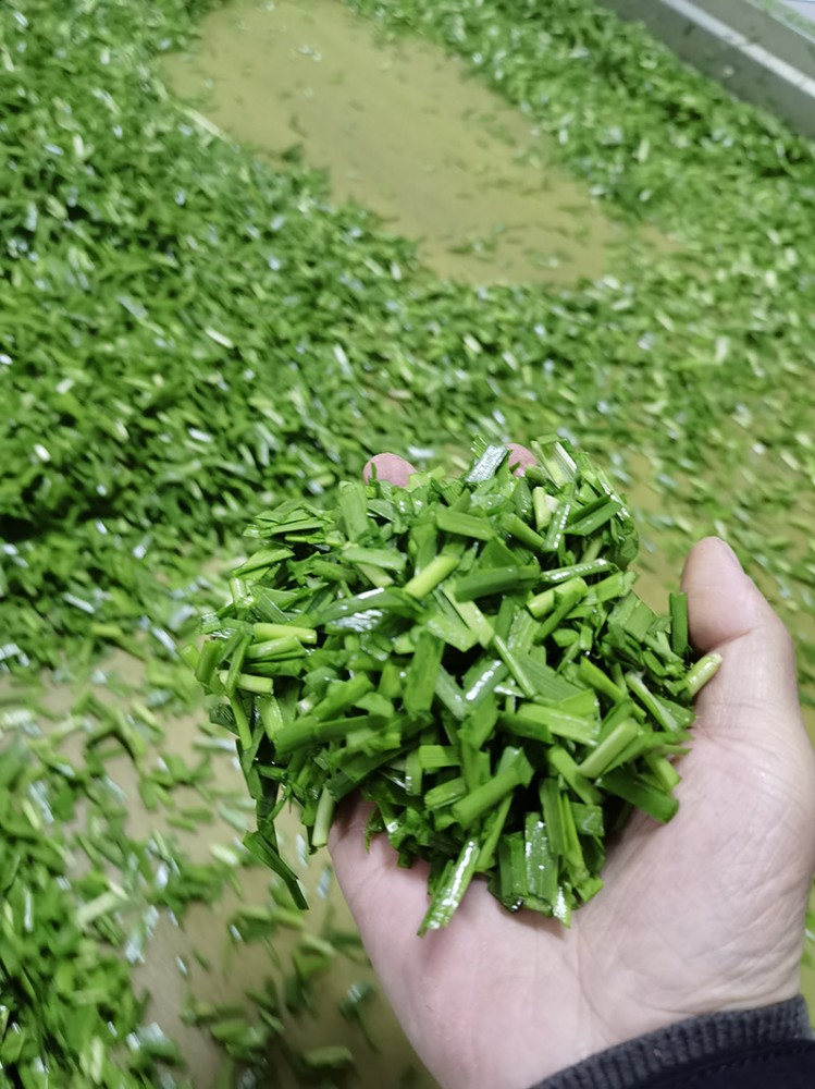 脫水韭菜系列2