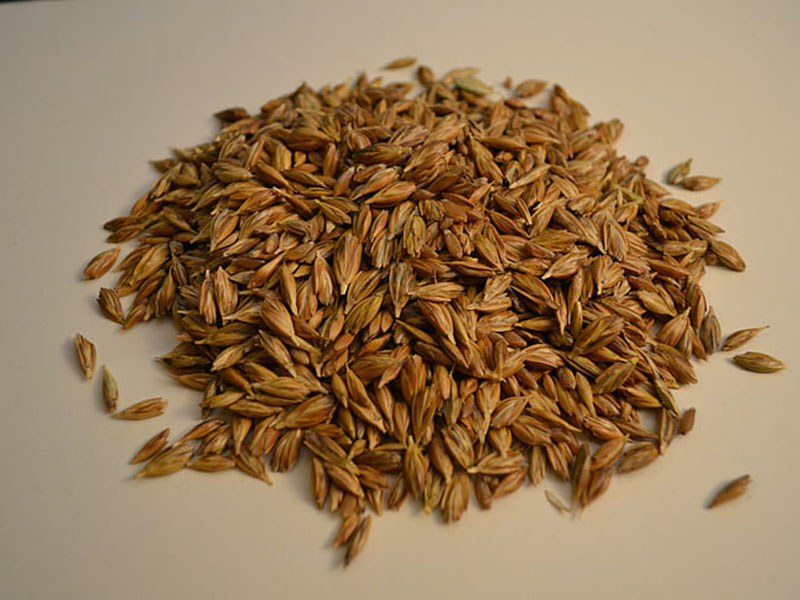 黃曲霉毒素定量檢測(cè)儀快速定量檢測(cè)糧食安全！