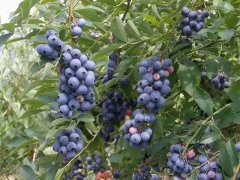 藍莓表面的白霜是農(nóng)藥殘留嗎？農(nóng)藥殘留檢測儀來回答