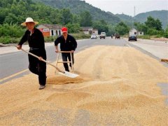 小麥?zhǔn)裁磿r(shí)間儲(chǔ)存*合適？糧食水分測(cè)量?jī)x來(lái)解答