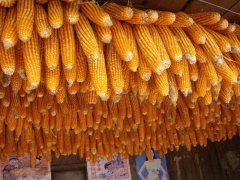 糧食安全檢測儀，可檢測糧食中是否含有大米增白劑