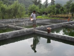 水中硫化氫檢測儀，可以為水產(chǎn)養(yǎng)殖做什么？