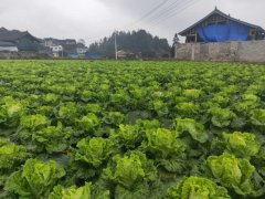 便攜式植物營(yíng)養(yǎng)測(cè)定儀，對(duì)農(nóng)業(yè)種植有什么幫助？