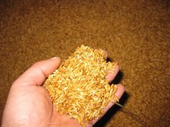 糧食中的真菌毒素怎么檢測？