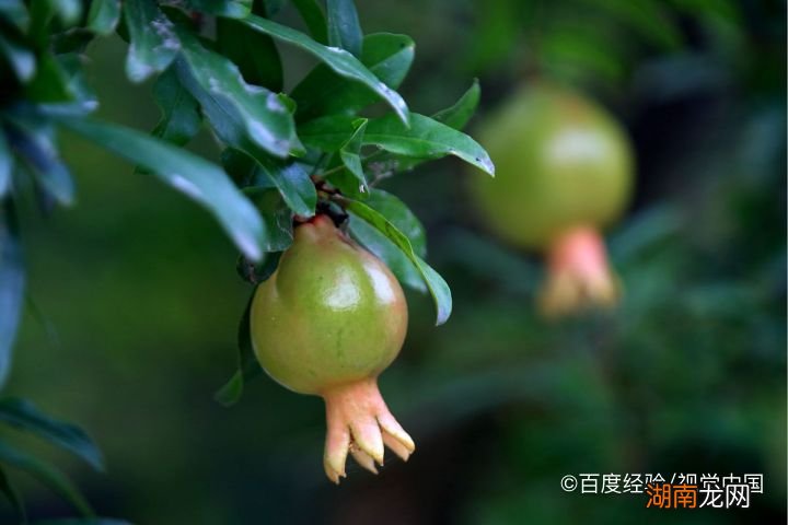 草榴最新地址,草榴最新地址，探索与发现