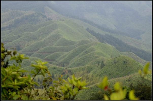 玳瑁山茶场最新招聘信息,玳瑁山茶场最新招聘信息概览