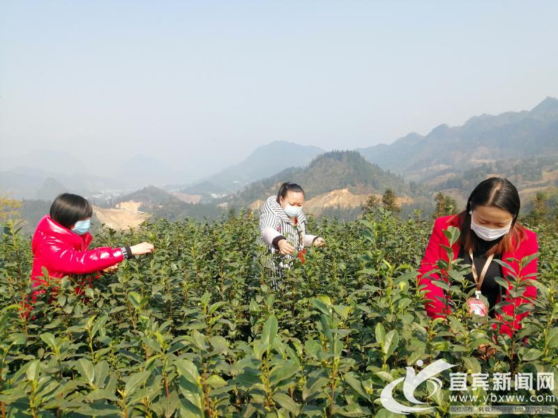 筠连县市场监督管理局最新项目,筠连县市场监督管理局最新项目，推动市场监管现代化，助力地方经济高质量发展