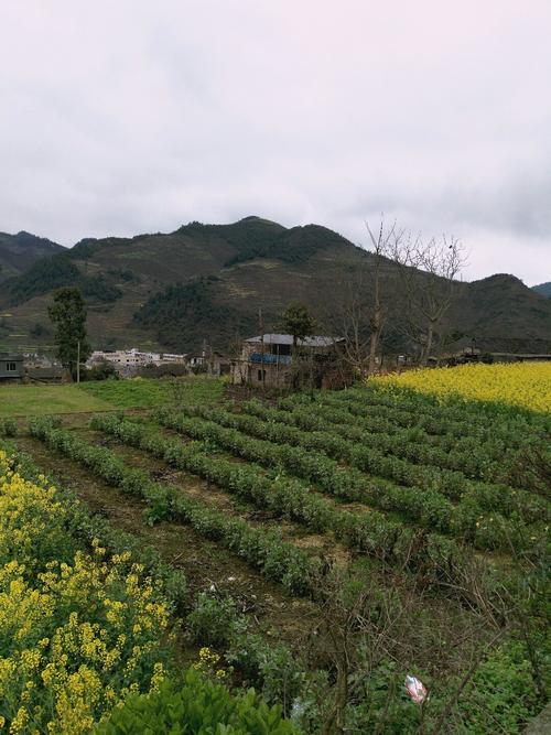 群峰村最新天气预报,群峰村最新天气预报